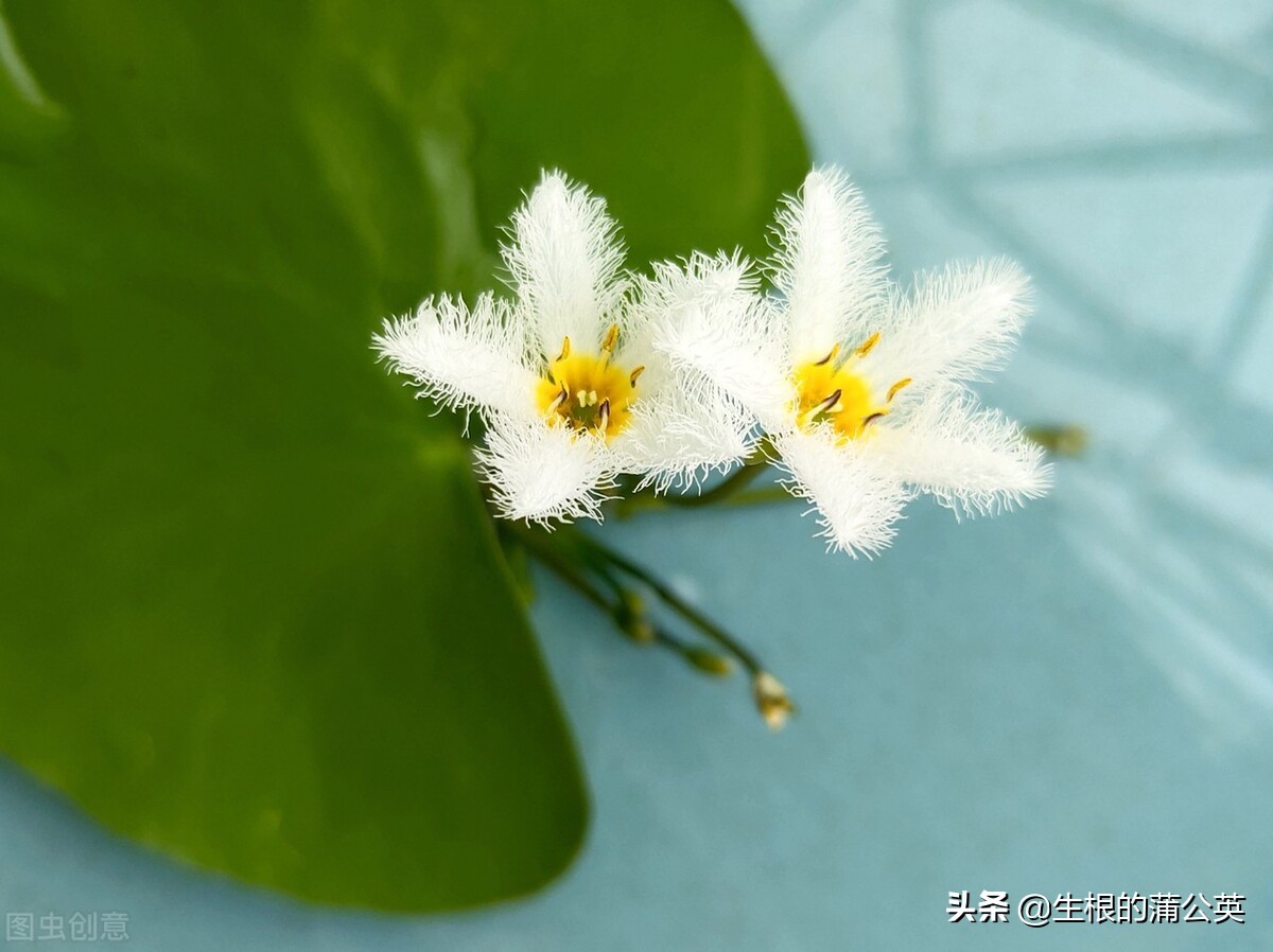 水生花卉栽培方法和技术,十种常见水生花卉