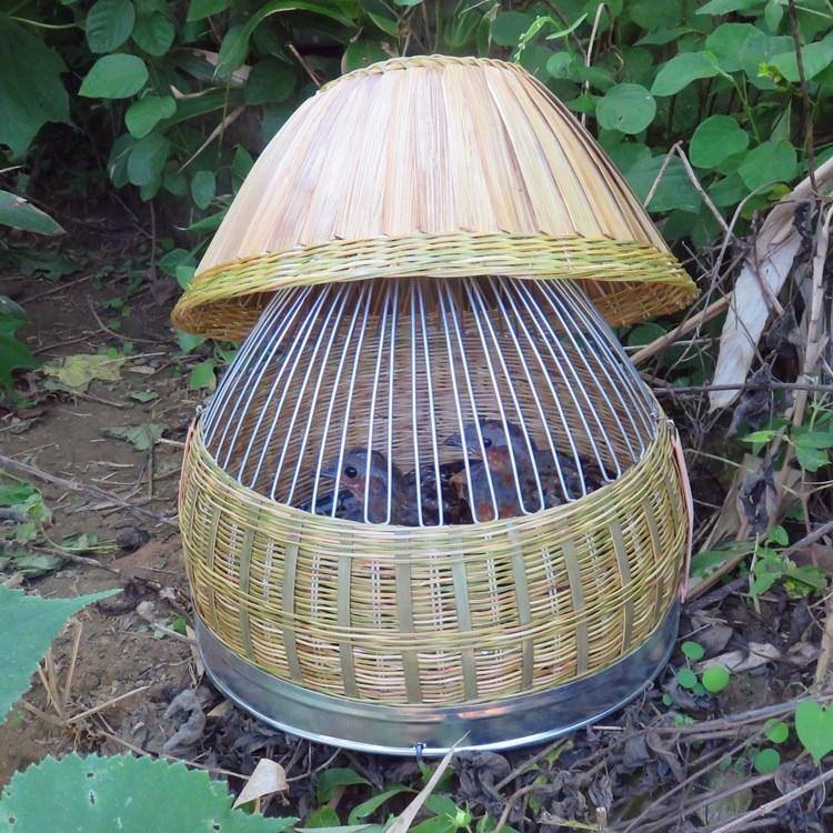 说文解字第602课,说文解字第534课