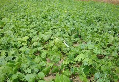 土贝母是什么味,土贝母植物果实照片