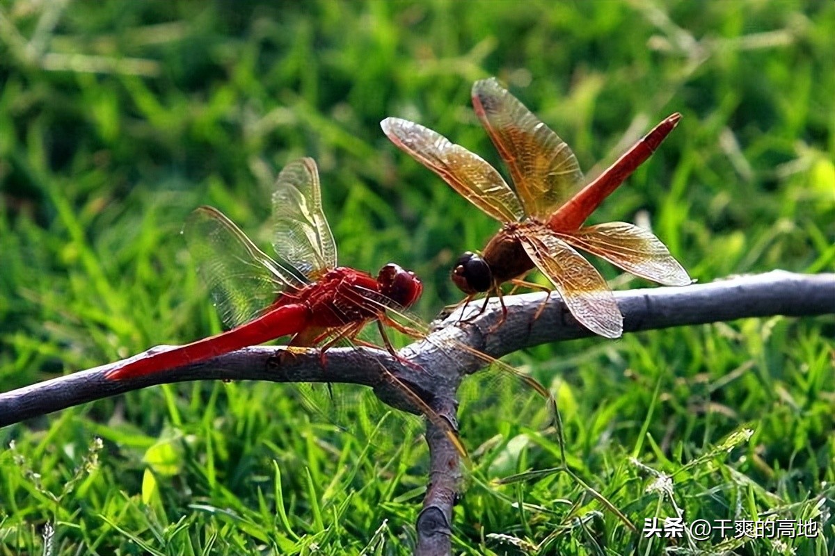 红蜻蜓散文作品鉴赏,儿童散文红蜻蜓赏析