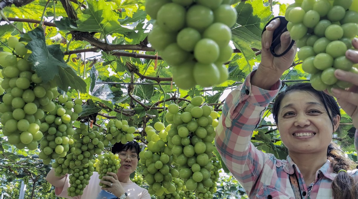 日本阳光玫瑰葡萄2000一斤,日本阳光玫瑰葡萄多少钱一斤