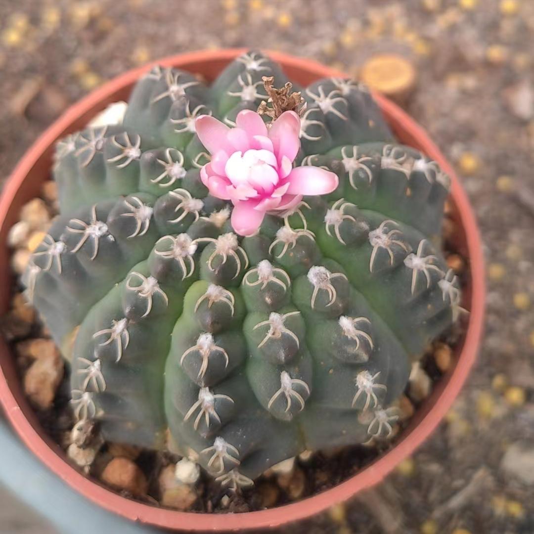 仙人掌嫁接蟹爪兰仙人掌烂根了,仙人掌烂根了怎么救活