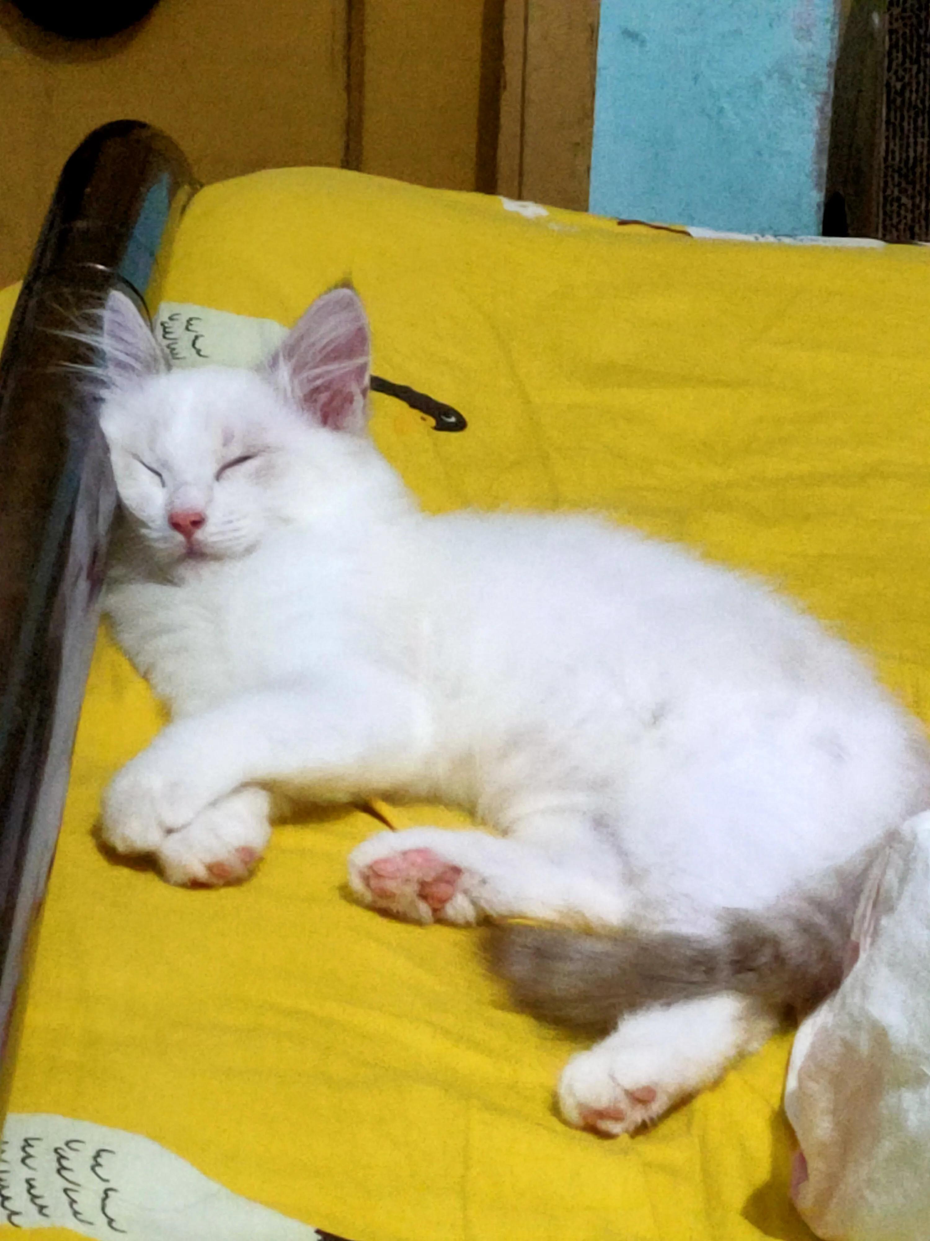 布偶猫新手教程,新手入手布偶猫