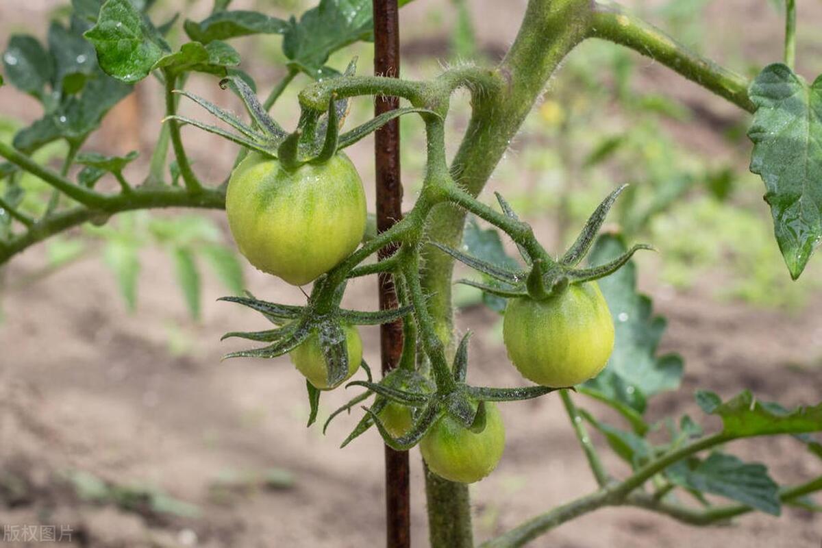 番茄的籽要摘掉才结果实吗,番茄果实下的叶摘了有什么影响