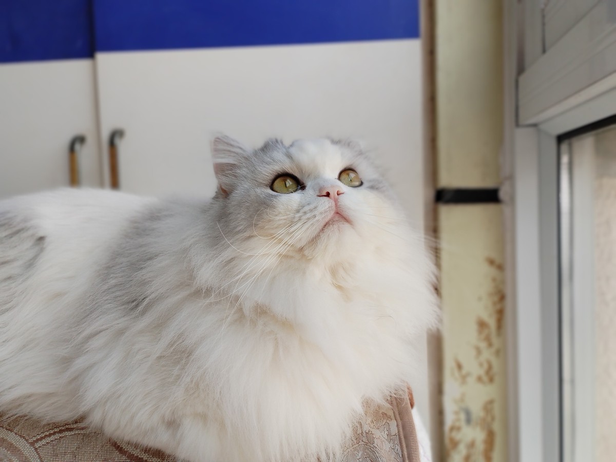 千元华为鸿蒙推荐,华为畅享60s鸿蒙手机测评