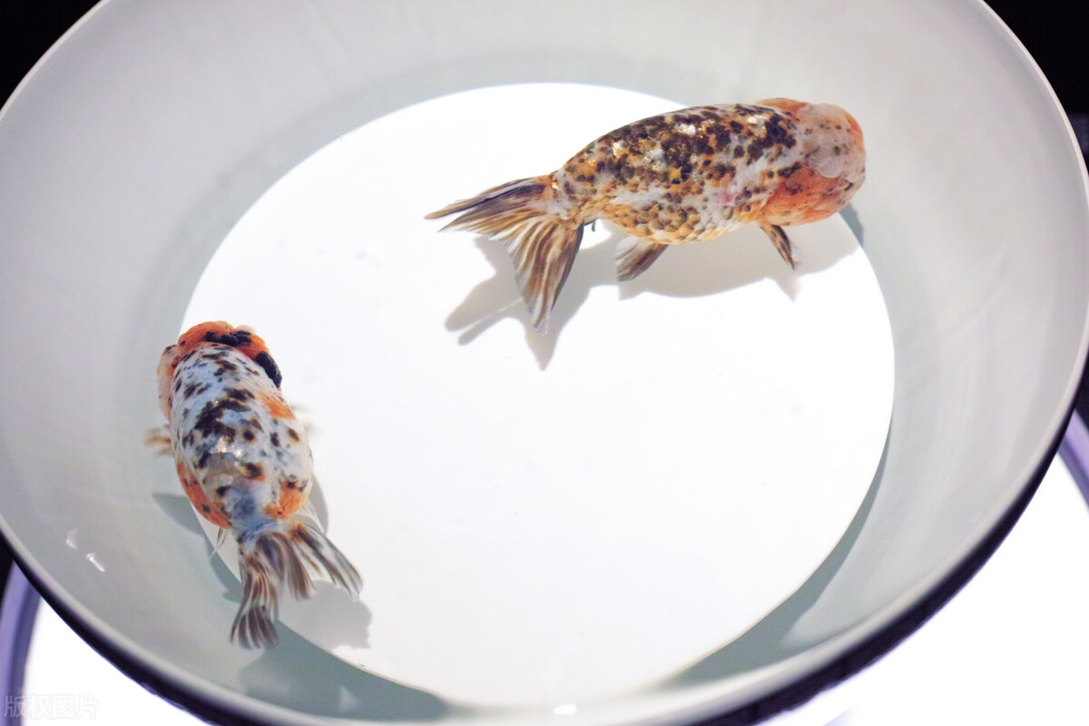 金鱼要怎么养比较好,金鱼如何才能养得好