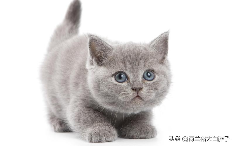 宠物猫咪应该怎么修理,宠物猫消化不良呕吐怎么办