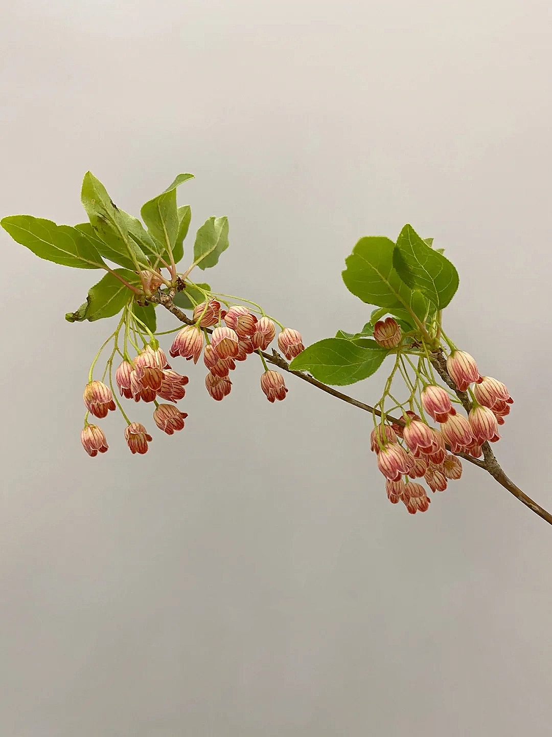花艺教程花材打理知识,花艺教程常用花材及叶材有哪些