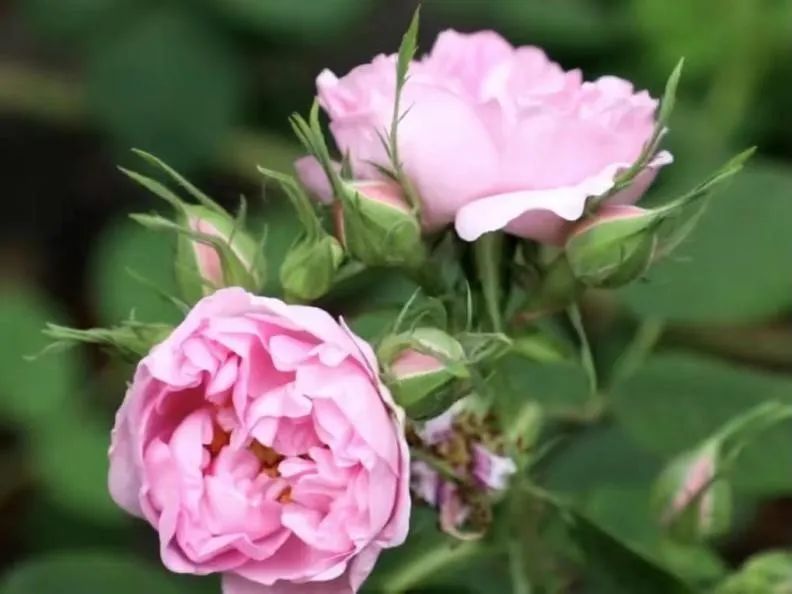 七夕玫瑰花提前买还是见面买好,七夕买红玫瑰还是彩色玫瑰