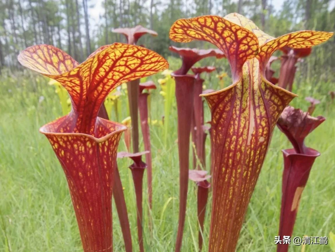 又好看又便宜的食虫植物,有什么推荐的食虫植物