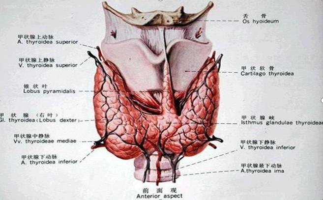 i甲,早期甲癌全切会痊愈吗