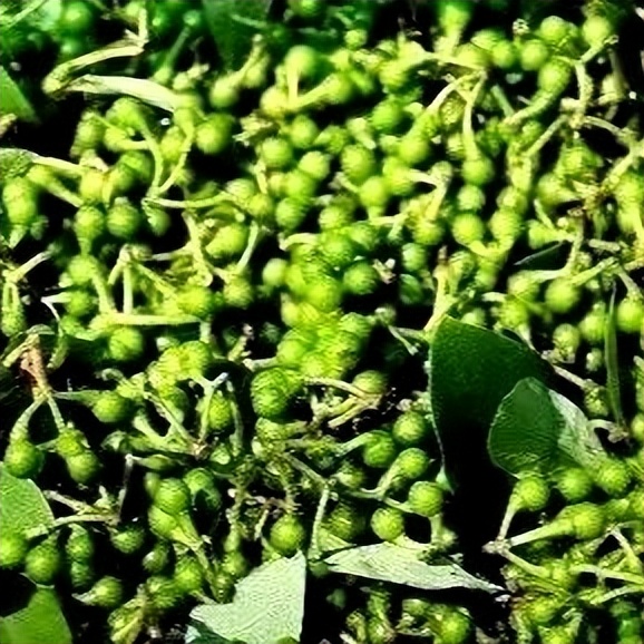 原创散文|山胡椒果迷人，花也十分惹眼