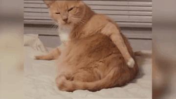 猫咪流口水口臭精神食欲都不好,猫咪流口水粘稠口臭用什么药