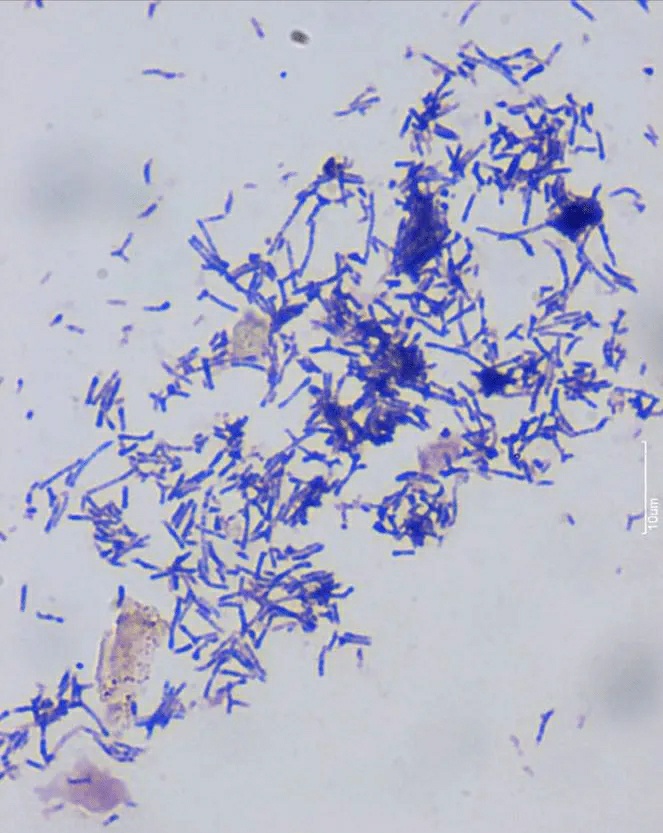 龙鱼病害防治图片,龙鱼常见疾病表现图片