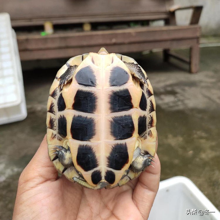 养龟避坑,新手养龟入门基础知识