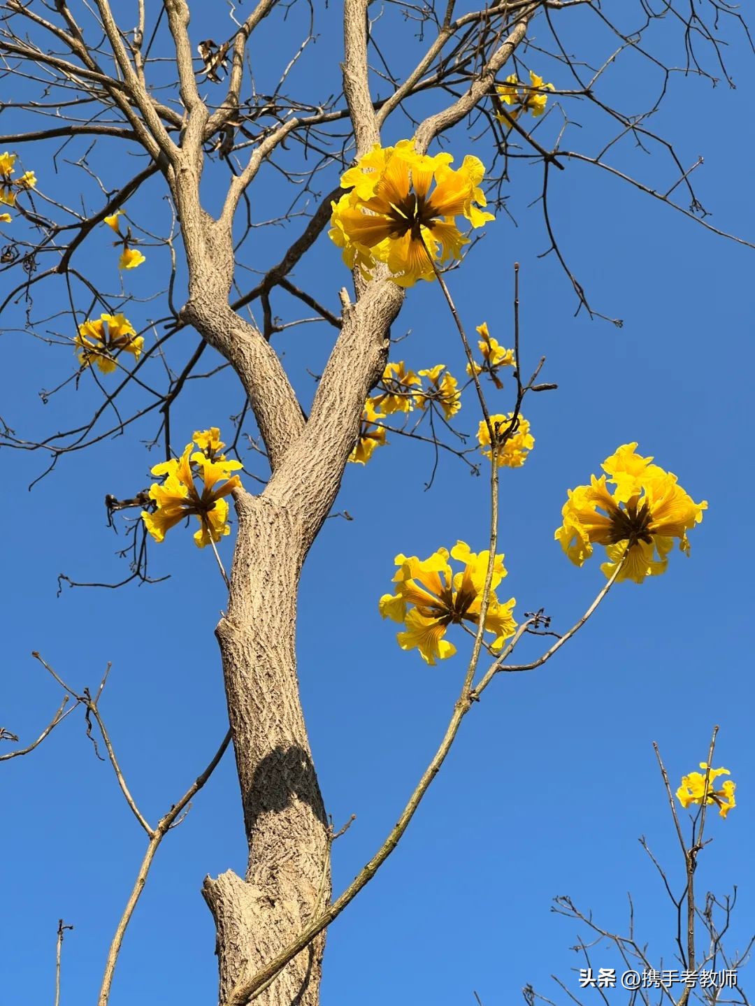 黄花风铃木品种介绍,黄花风铃木生长缓慢