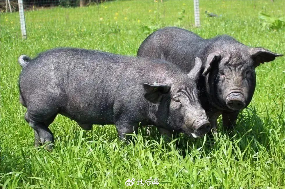 我的家乡成都,中心城市邛崃