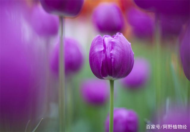 郁金香花的花语和传说,古代花语郁金香