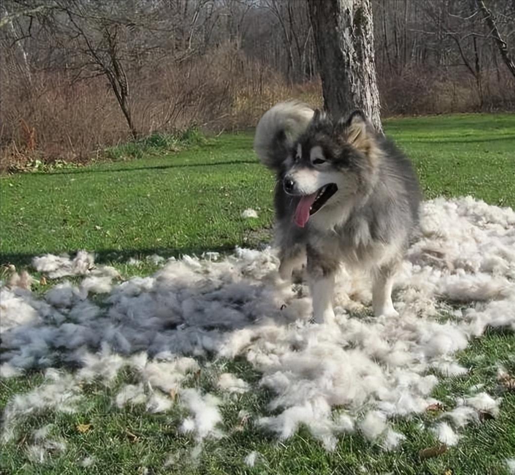 劝你不要养阿拉斯加！看完这几点你就知道为什么了