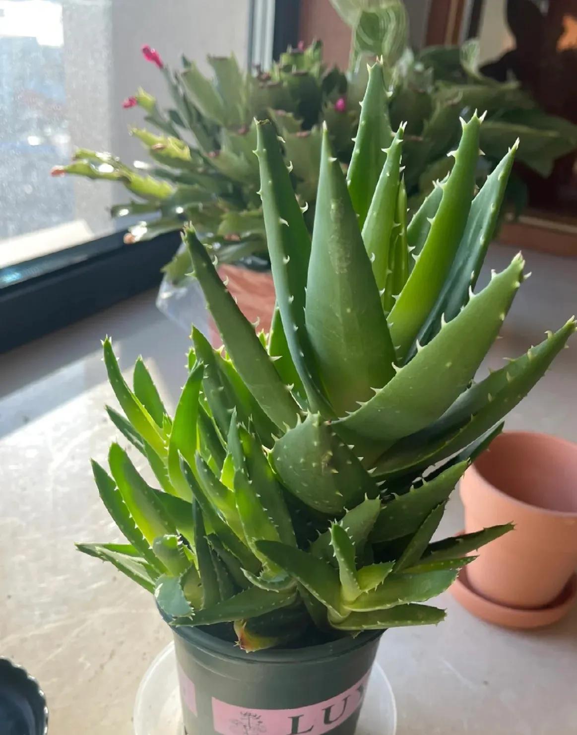 3种花是甲醛克星,室内吸甲醛最好的10种花