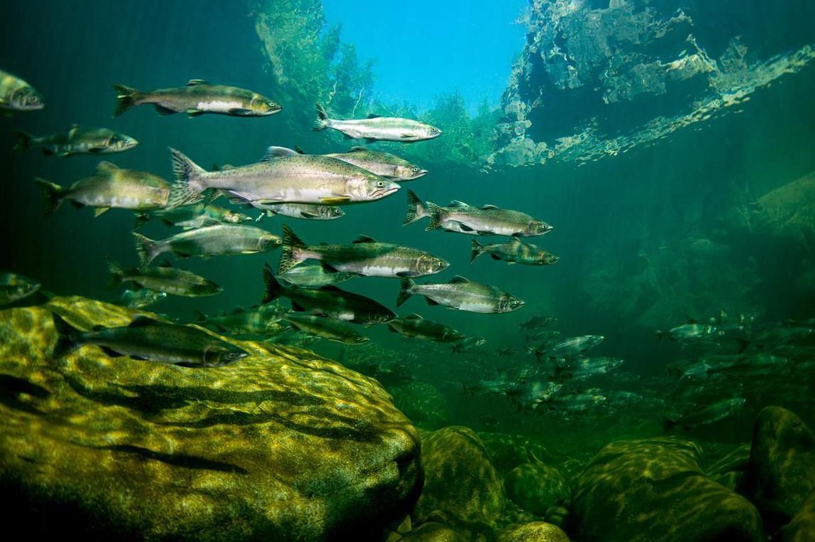 三峡大坝最大鱼全景视频,蓄水20年的三峡大坝鱼有多大