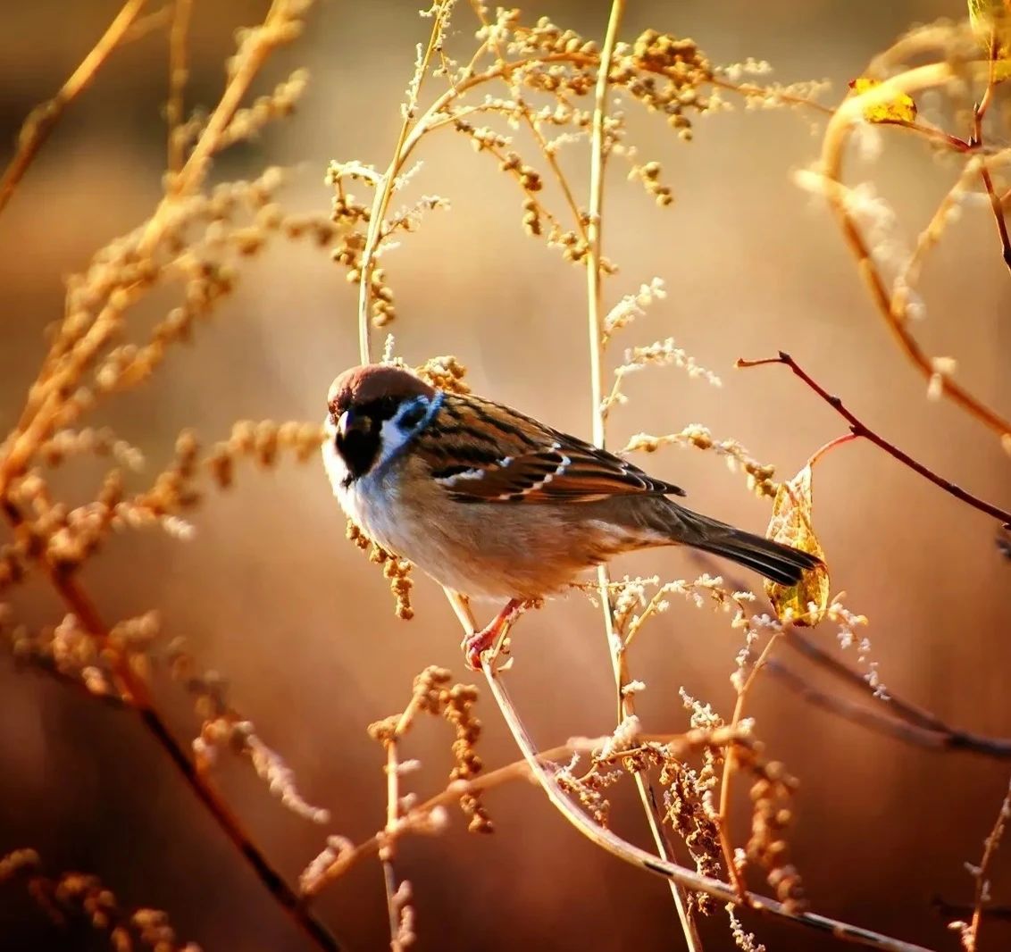 许昌的冬天有多冷,许昌的冬天会冷吗