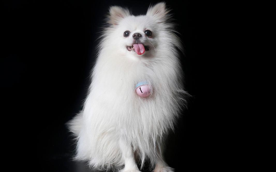 博美肠胃怎么护理视频,博美犬日常饮食