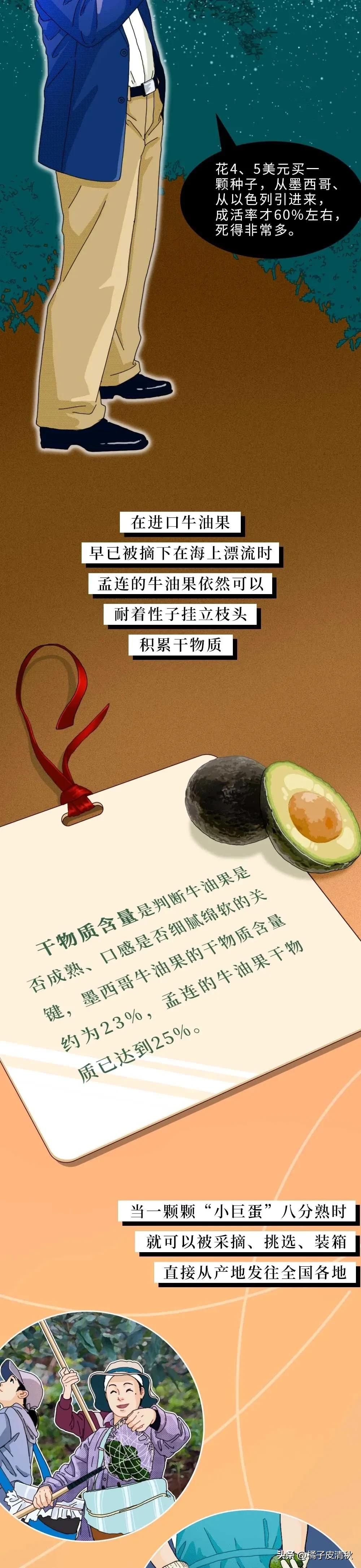 墨西哥进口牛油果,墨西哥牛油果云南