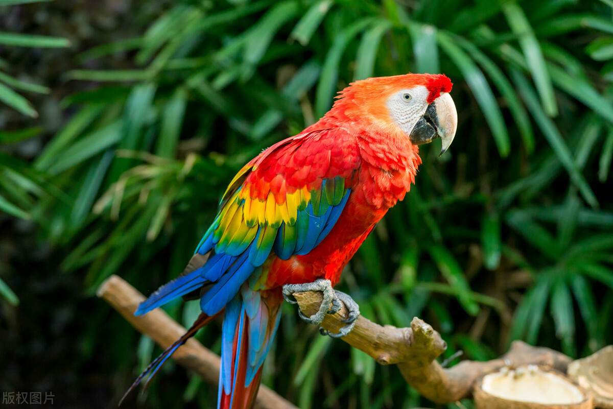 家里养的鹦鹉被猫抓伤了怎么处理,小太阳鹦鹉被抓伤了会怎么样