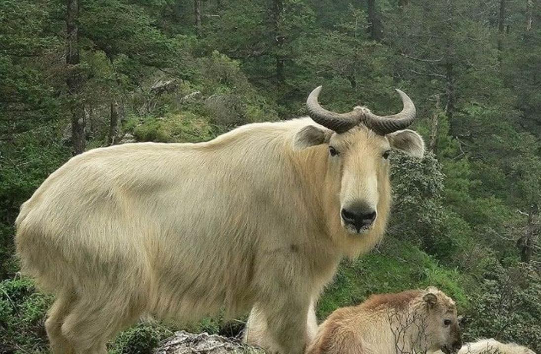 江西老汉活捉神兽四不像,江西老汉活捉神兽六不像