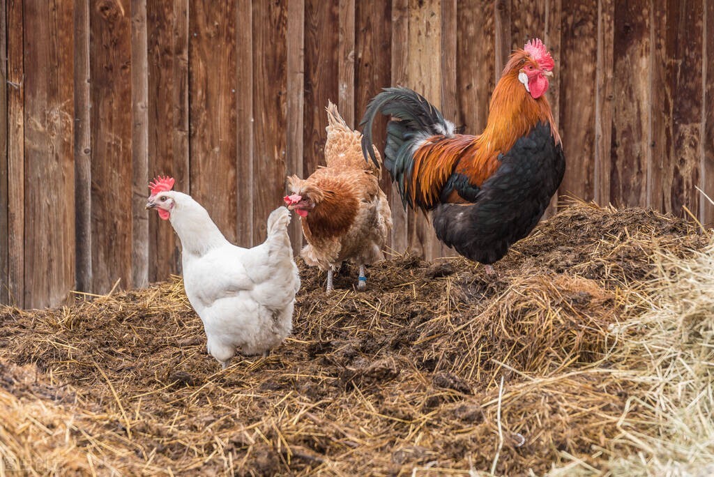 鸡粪还能干什么,蒸汽可以烘干鸡粪吗