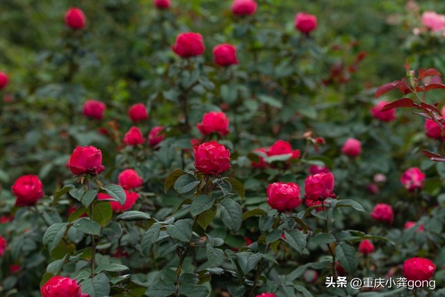 玫瑰花的葬礼,玫瑰花