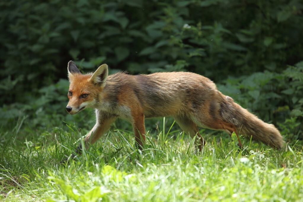 黄鼠狼黄大仙真的存在吗,古代的黄大仙是指的是黄鼠狼吗