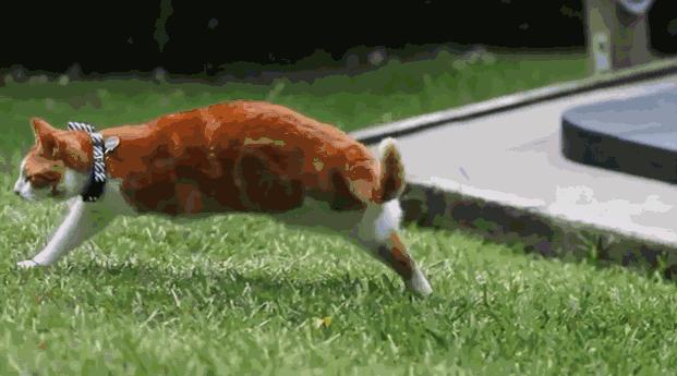 没养过猫的你知道猫咪的小秘密吗 (养猫人必须要知道的猫咪知识)