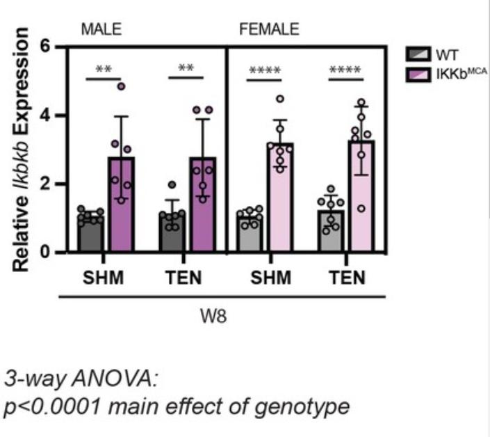 核因子,NFκB,在临床治疗上,是否与腱切断术的肌肉萎缩无关?