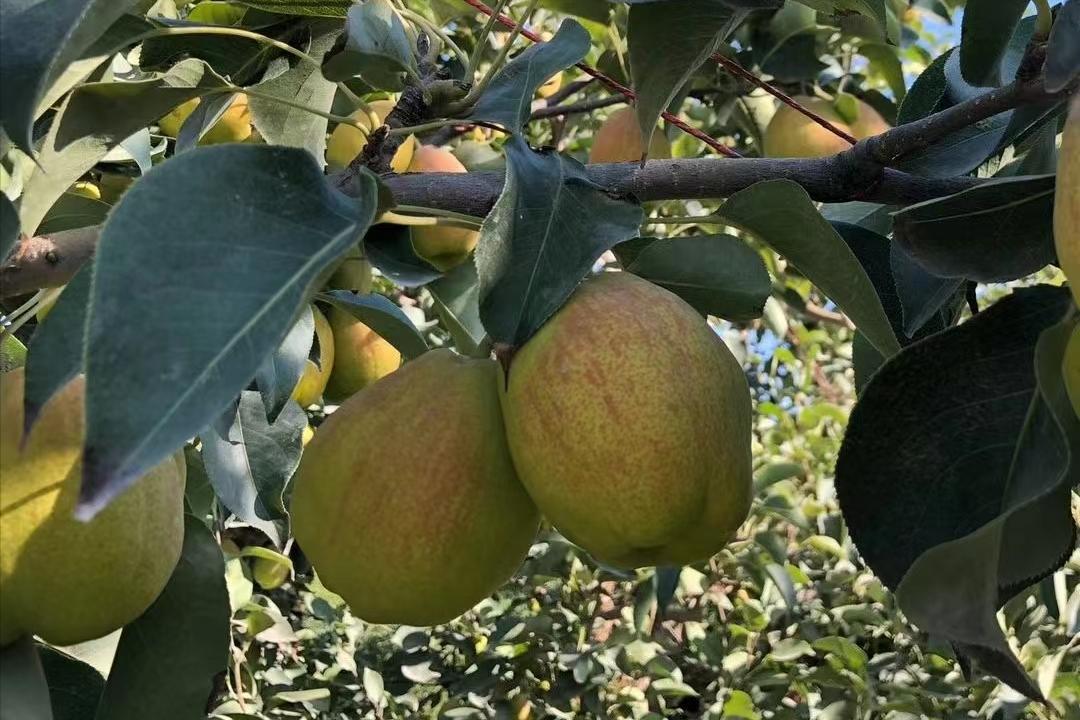 价格走高,梨果“涨声一片”,库尔勒香梨凭什么卖4元/斤的高价?