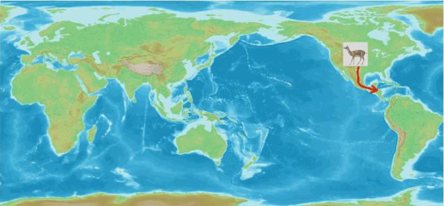 骆驼一般都在哪里出现,骆驼在哪里才有