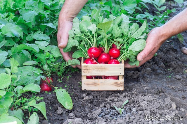 怎样种植的樱桃萝卜又脆又甜,北方露地樱桃萝卜种植时间和方法
