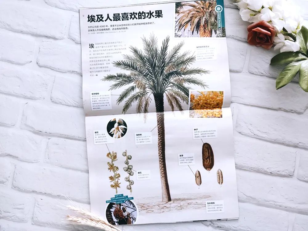 小学英语科普汇总,一张表搞定小学英语