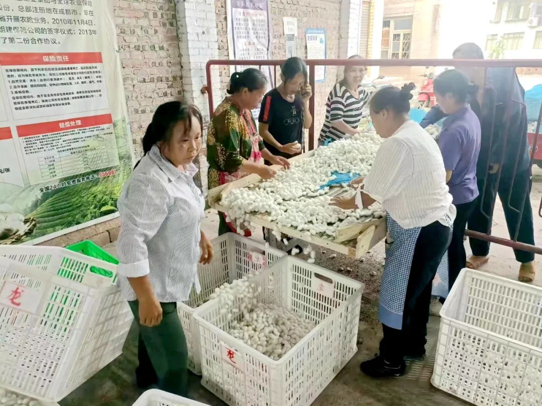 蕉村镇：春蚕结出“致富茧”喜迎“开门红”