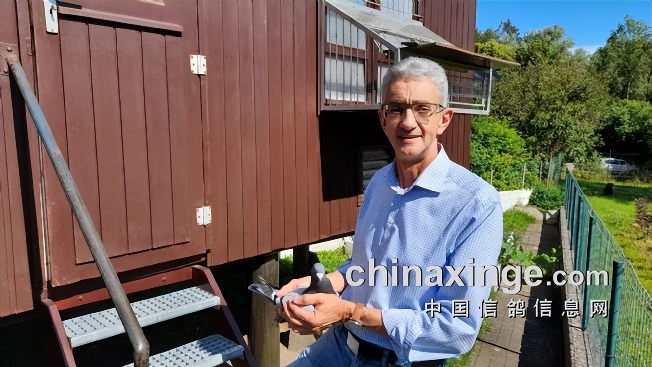 雌雄分装每笼限18羽欧洲多国波城长距离上线