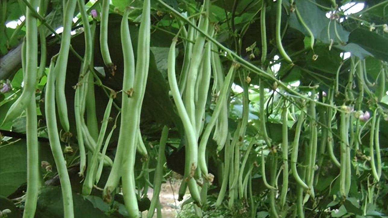 家庭种植最易入门的蔬菜,菜园常种的蔬菜