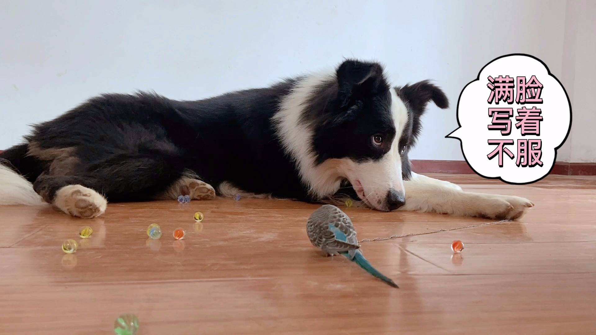 为啥边牧有小心思,边牧想吃东西的小心思