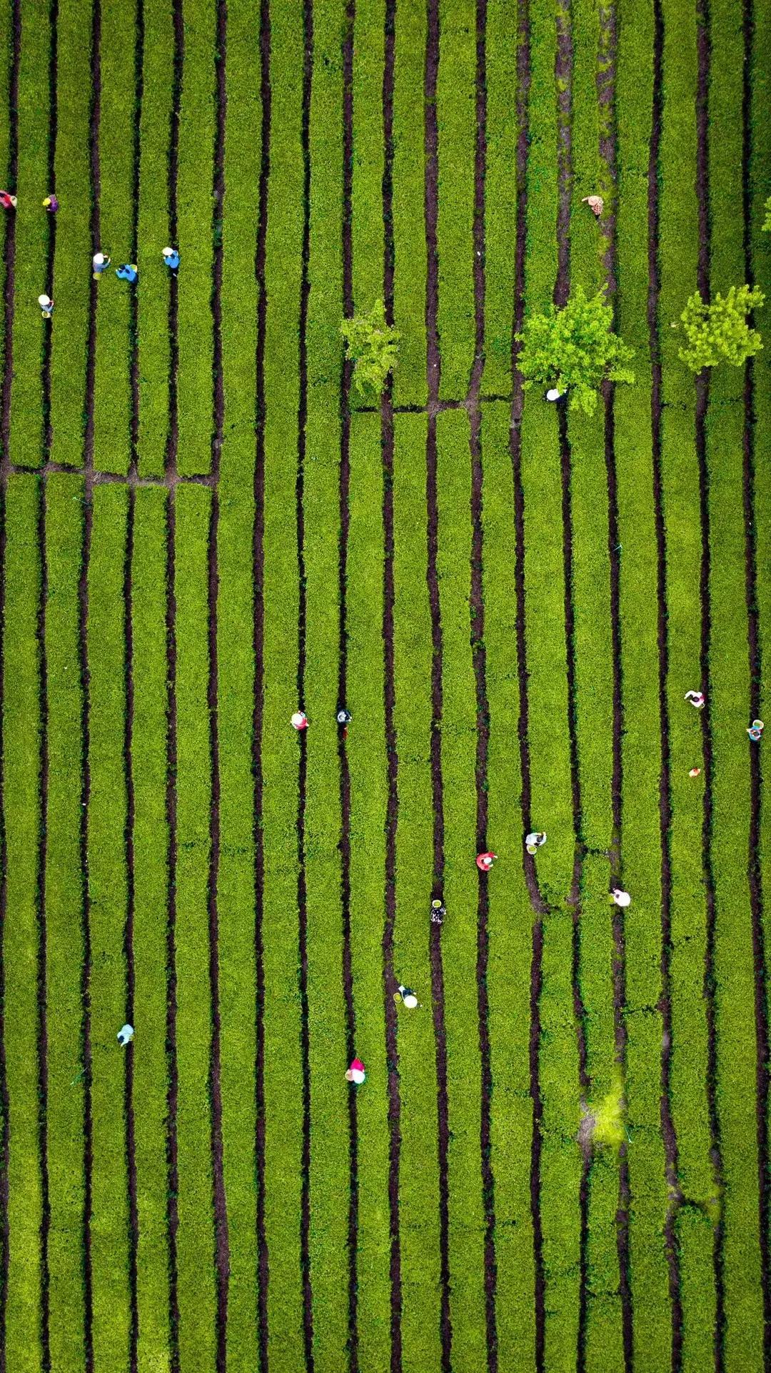 安康紫阳茶有什么牌子,安康富硒茶和紫阳茶哪个好