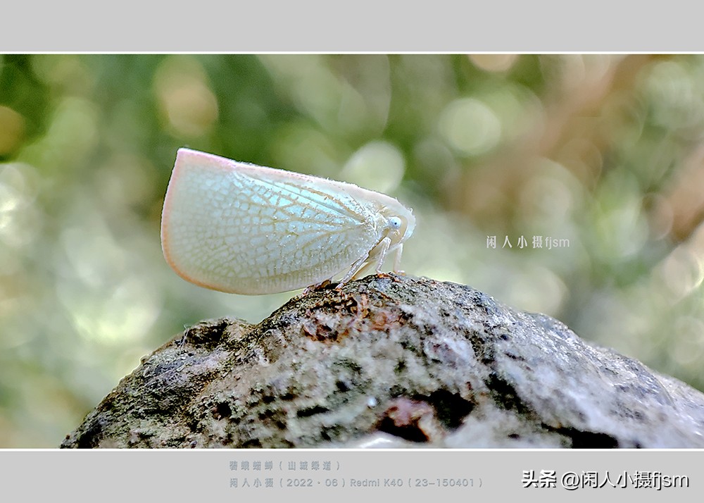 手机微距摄影实用技法图片,手机拍摄之微距镜头拍摄欣赏