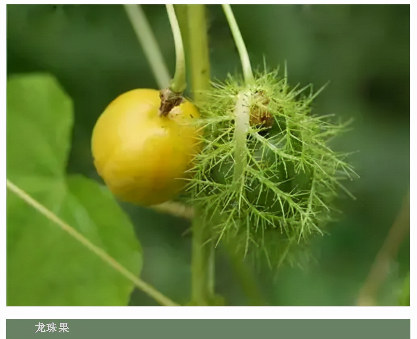 世界最好吃的水果十大排行,世界最营养又好吃的水果有哪些