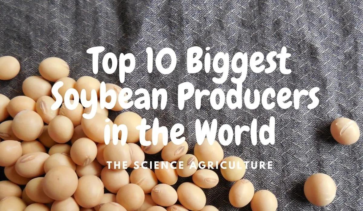中国大豆来源国排名,大豆发源地和主产国是哪个国家