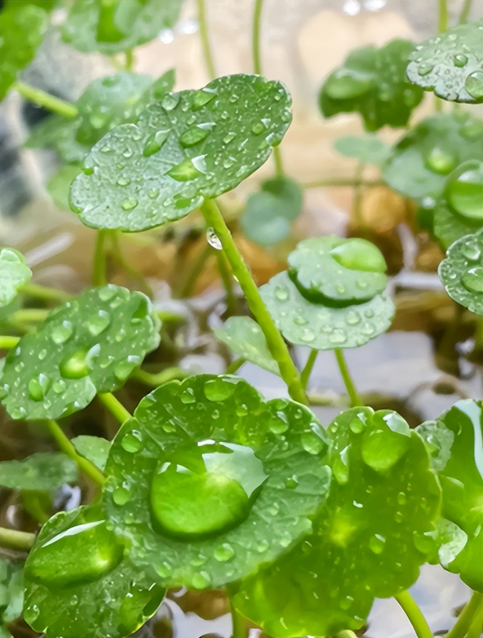 铜钱草的营养价值与功效,生态多样性的作用和意义