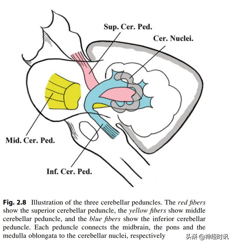 小脑结构与功能关系,小脑的结构视频讲解