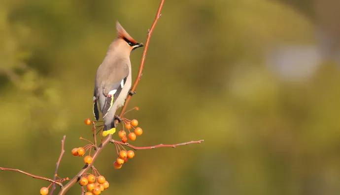 太平鸟图片素材,太平鸟图片大鸟